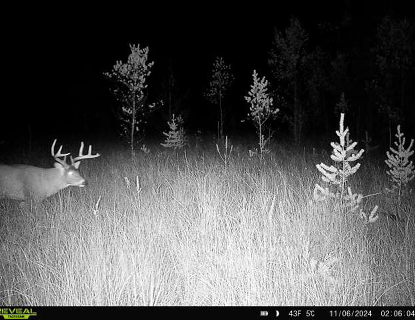 Listing Photo: Trail Camera Photo2